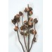 HAKEA 5-9 PODS 14"  Natural